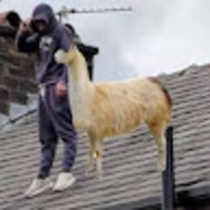 Meet your Posher, Camilo